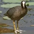 Водоплавний птах - пошук слів за маскою та визначенням, відповіді на сканворди слів