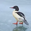 Водоплавний птах - пошук слів за маскою та визначенням, відповіді на сканворди пошук