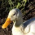 Водоплавний птах - пошук слів за маскою та визначенням, відповіді на сканворди слів