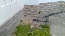 Ведичний Смольний собор собор