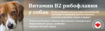 Захворювання та рекомендації для мастифу WOLMAR
