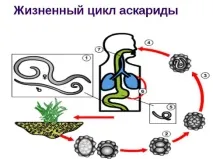 Життєвий цикл аскариди людської життєвий
