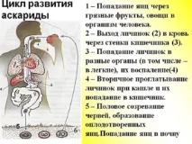 Життєвий цикл аскариди людської цикл