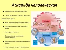 Життєвий цикл аскариди життєвий
