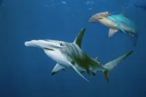 Акули червоного моря моря