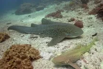 Акули червоного моря червоного
