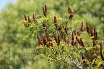 Amorpha arbust plante medicinale, aplicare, recenzii, proprietăți utile,