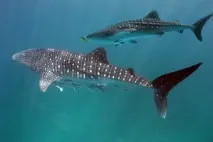 Акули червоного моря акули