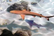 Акули червоного моря акули