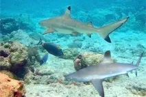 Акули червоного моря акула