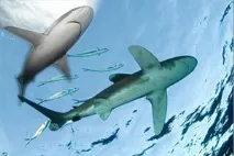 Акули червоного моря моря