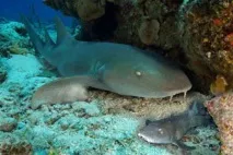 Акули червоного моря моря