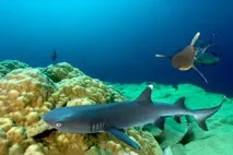 Акули червоного моря акула