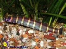 Акантофтальмус Майєрса (Pangio myersi, Acanthophthalmus myersi) акантофтальмус