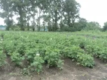 вирощують