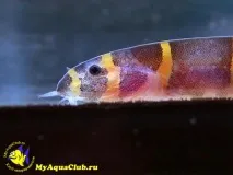 Акантофтальмус Майєрса (Pangio myersi, Acanthophthalmus myersi) myersi