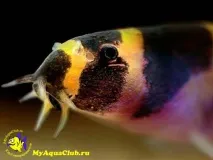 Акантофтальмус Майєрса (Pangio myersi, Acanthophthalmus myersi) myersi