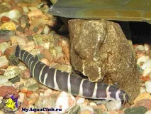 Акантофтальмус Майєрса (Pangio myersi, Acanthophthalmus myersi) pangio
