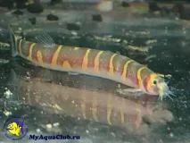 Акантофтальмус Майєрса (Pangio myersi, Acanthophthalmus myersi) acanthophthalmus