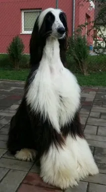 Афганський хорт афганський