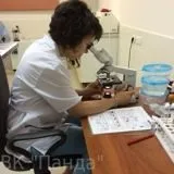 Бабезіоз (піроплазмоз) собак піроплазмоз