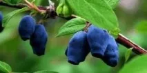 Вирощування суниці під плівковими укриттями плівковими