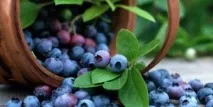 Вирощування суниці під плівковими укриттями суниці