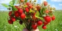 Вирощування суниці під плівковими укриттями суниці