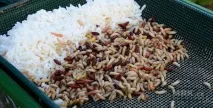 Варений рис у підгодовуванні рису