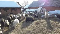гребенем