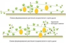 Вирощування дині та кавуна у відкритому ґрунті, теплиці, під плівкою, на теплій грядці - особливості вирощування