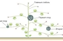 Вирощування дині та кавуна у відкритому ґрунті, теплиці, під плівкою, на теплій грядці - особливості вирощування