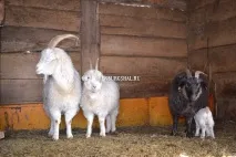гребенем