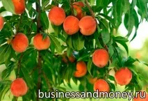 Вирощування абрикосів як бізнес бізнес