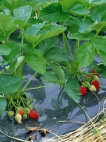 Вирощування суниці під плівковими укриттями вирощування