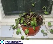ТЕМА: Чому у фуксії не розкриваються квіти? тема