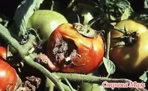 шкідники