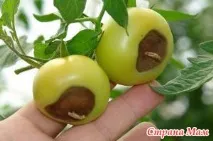 шкідники