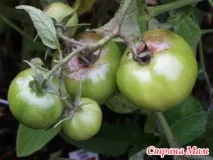 хвороби