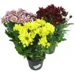 Chrysanthemum INDICUM або Хризантема Індійська (насіння) індійська