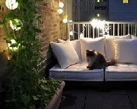 Квіти для балконів і терас кучеряві однорічники кучеряві