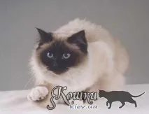 Що потрібно знати перед вибором кішки, Page 3 перед