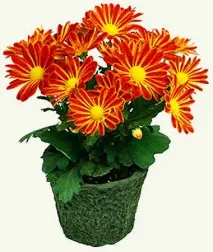 Chrysanthemum INDICUM або Хризантема Індійська (насіння) хризантеми