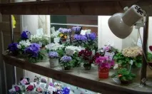 Фіалки на підвіконні, Вимоги до освітлення фіалок фіалки