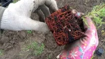 Блакитні ялівці сорту та особливості догляду за ними особливості
