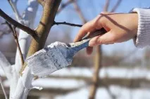 Гнили сливи причини, види гнилі, ознаки, небезпека, лікування гнили