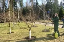 Гнили сливи причини, види гнилі, ознаки, небезпека, лікування причини