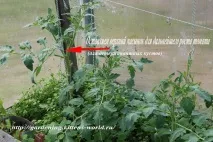 Gardening, Формування томатів, детермінантний кущ томатів