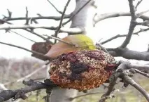Гнили сливи причини, види гнилі, ознаки, небезпека, лікування гнили