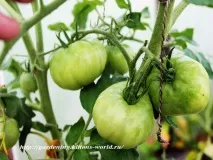 Gardening, Формування томатів, детермінантний кущ детермінантний